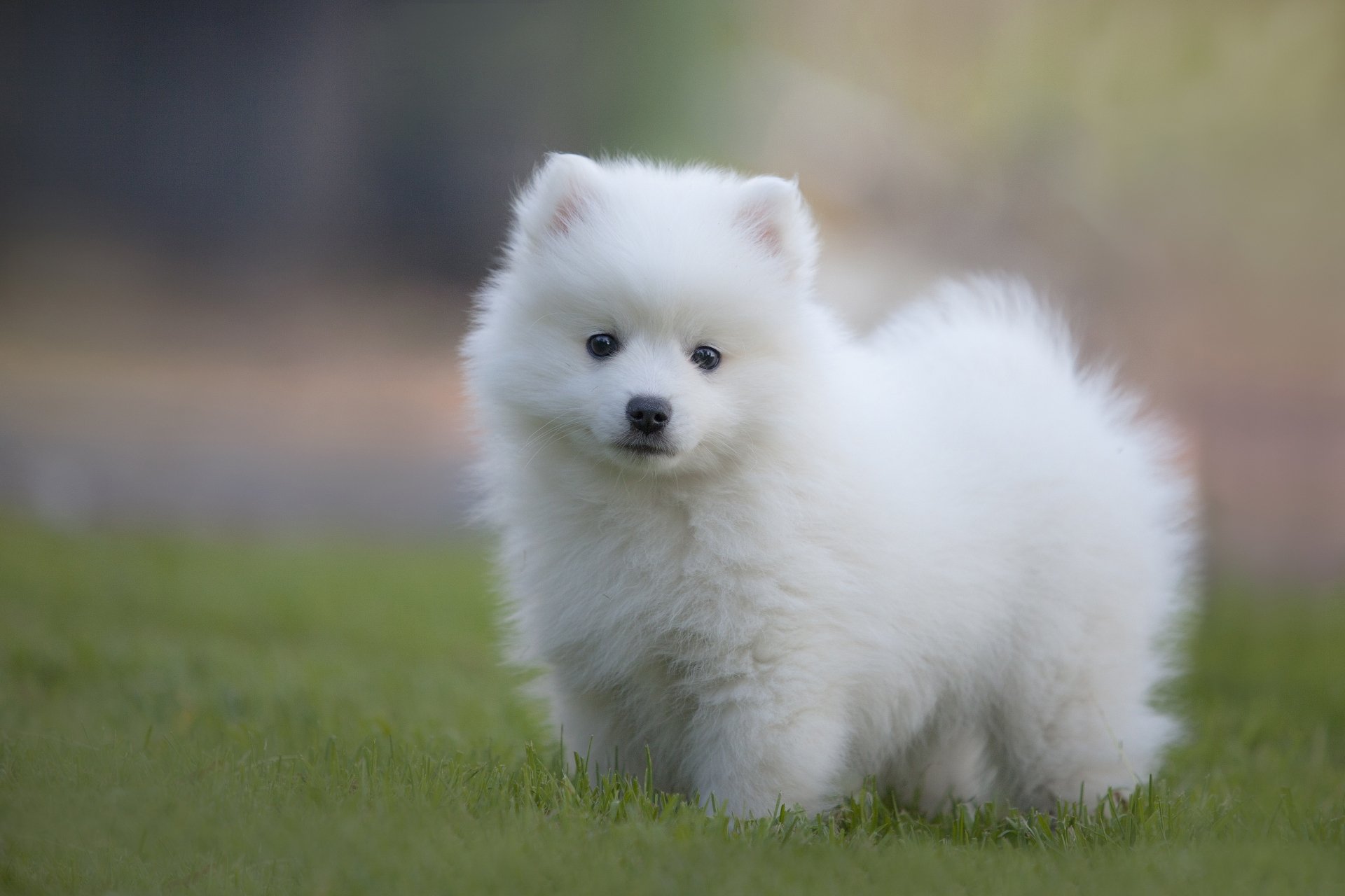 Download Dog Animal Spitz 4k Ultra HD Wallpaper