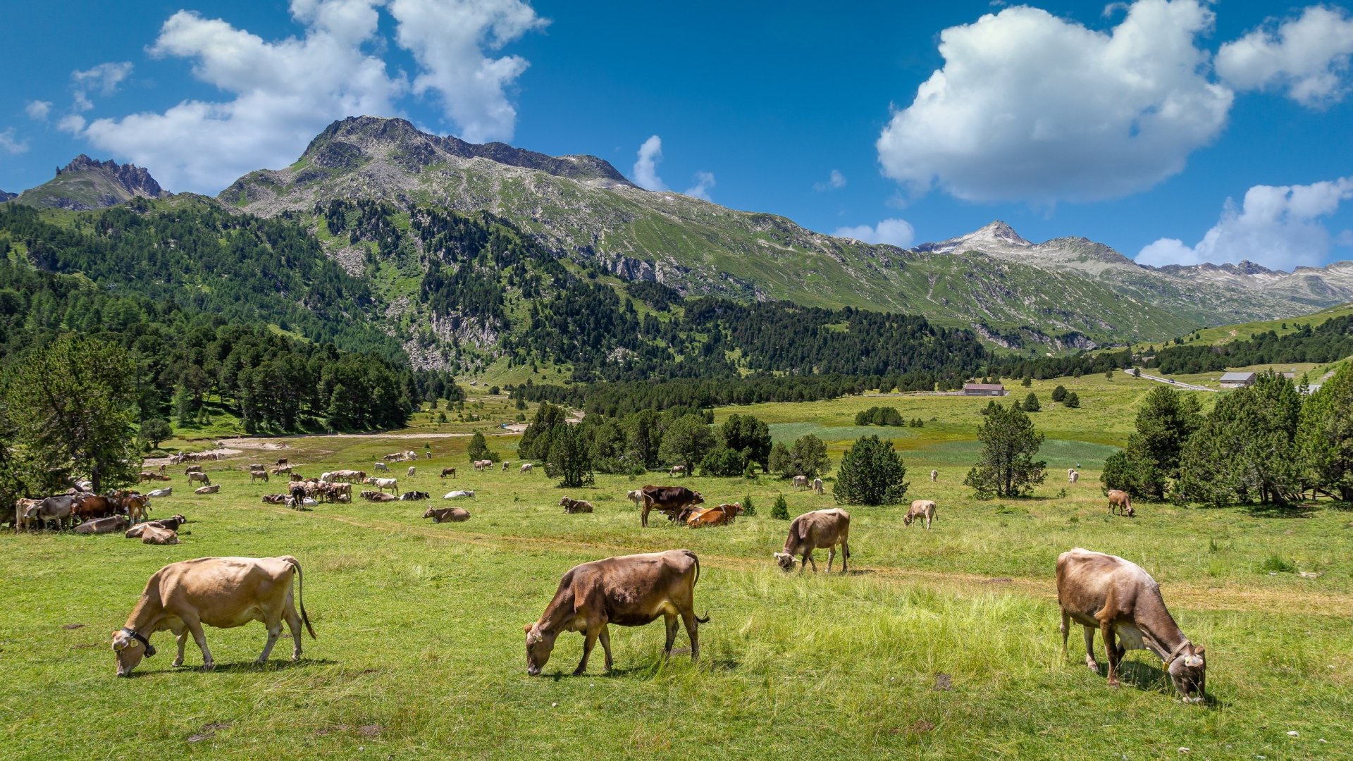 Download Herd Pasture Alps Mountain Animal Cow HD Wallpaper