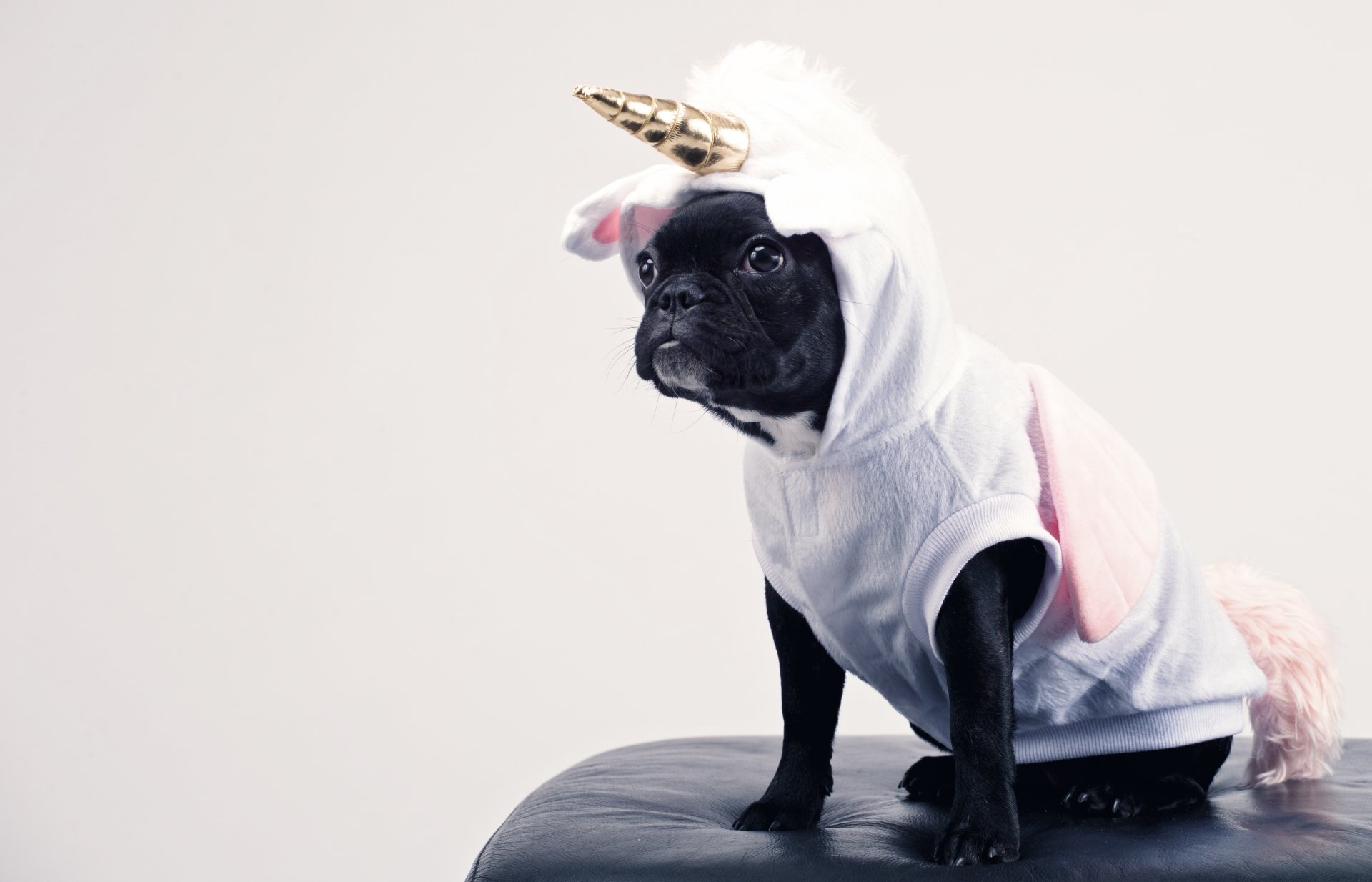 Download Unicorn Costume Dog Animal French Bulldog 4k Ultra HD Wallpaper