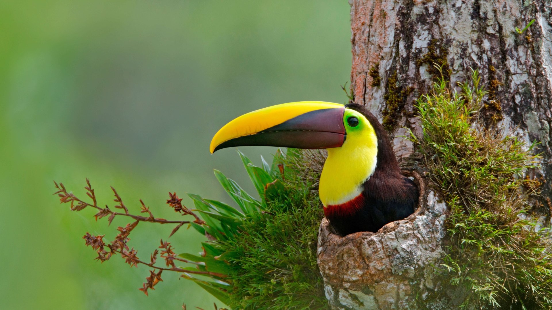 Download Trunk Beak Bird Animal Toucan 4k Ultra HD Wallpaper