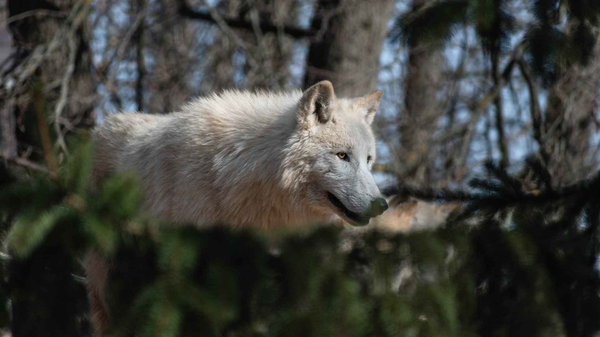 Download White Wolf Wolf Animal Arctic Wolf 4k Ultra HD Wallpaper