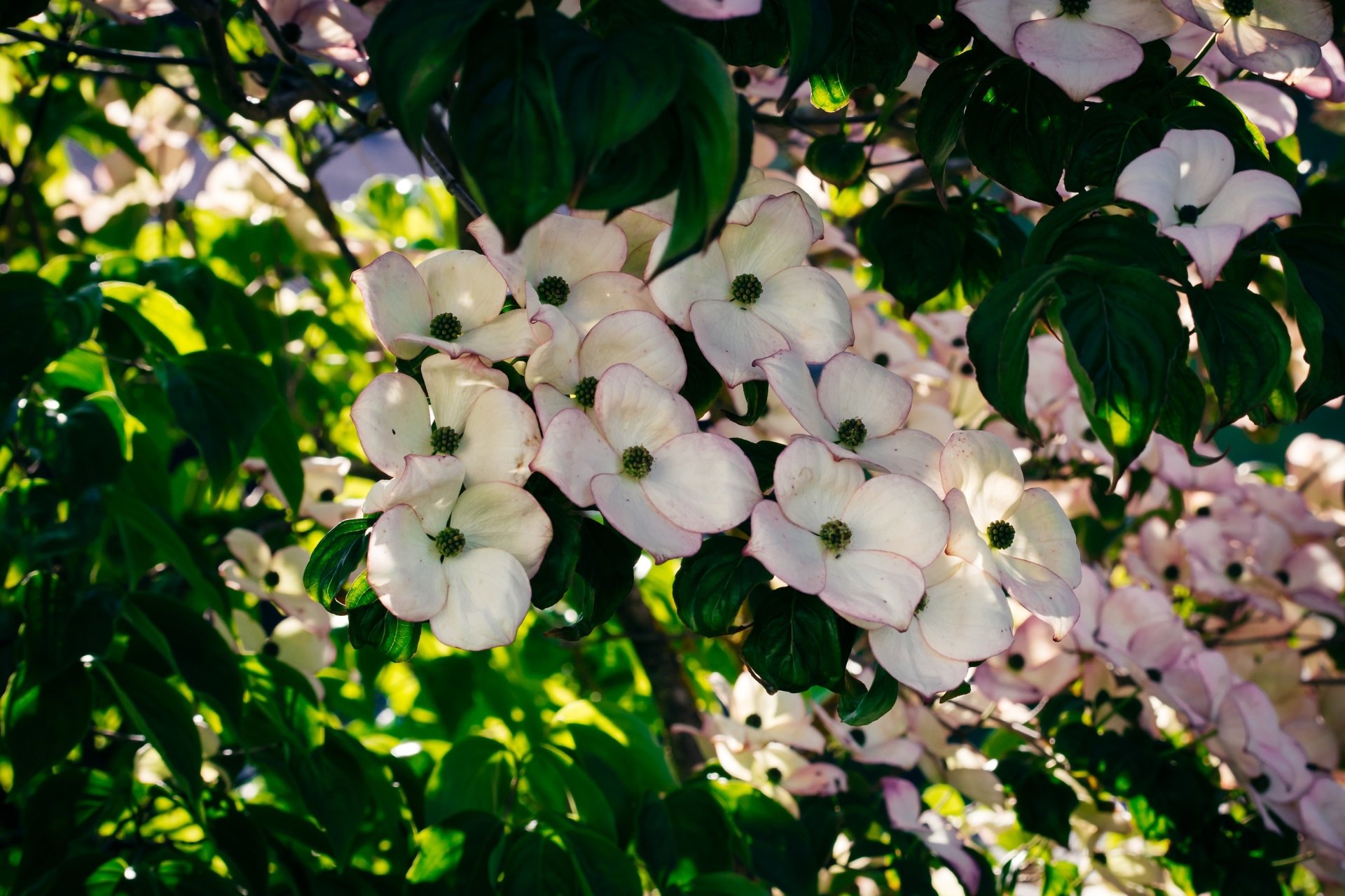Dogwood bush close-up with pale pink and white blossoms and glossy green leaves, sunlit bokeh — 2K Quad HD PC desktop wallpaper/background.