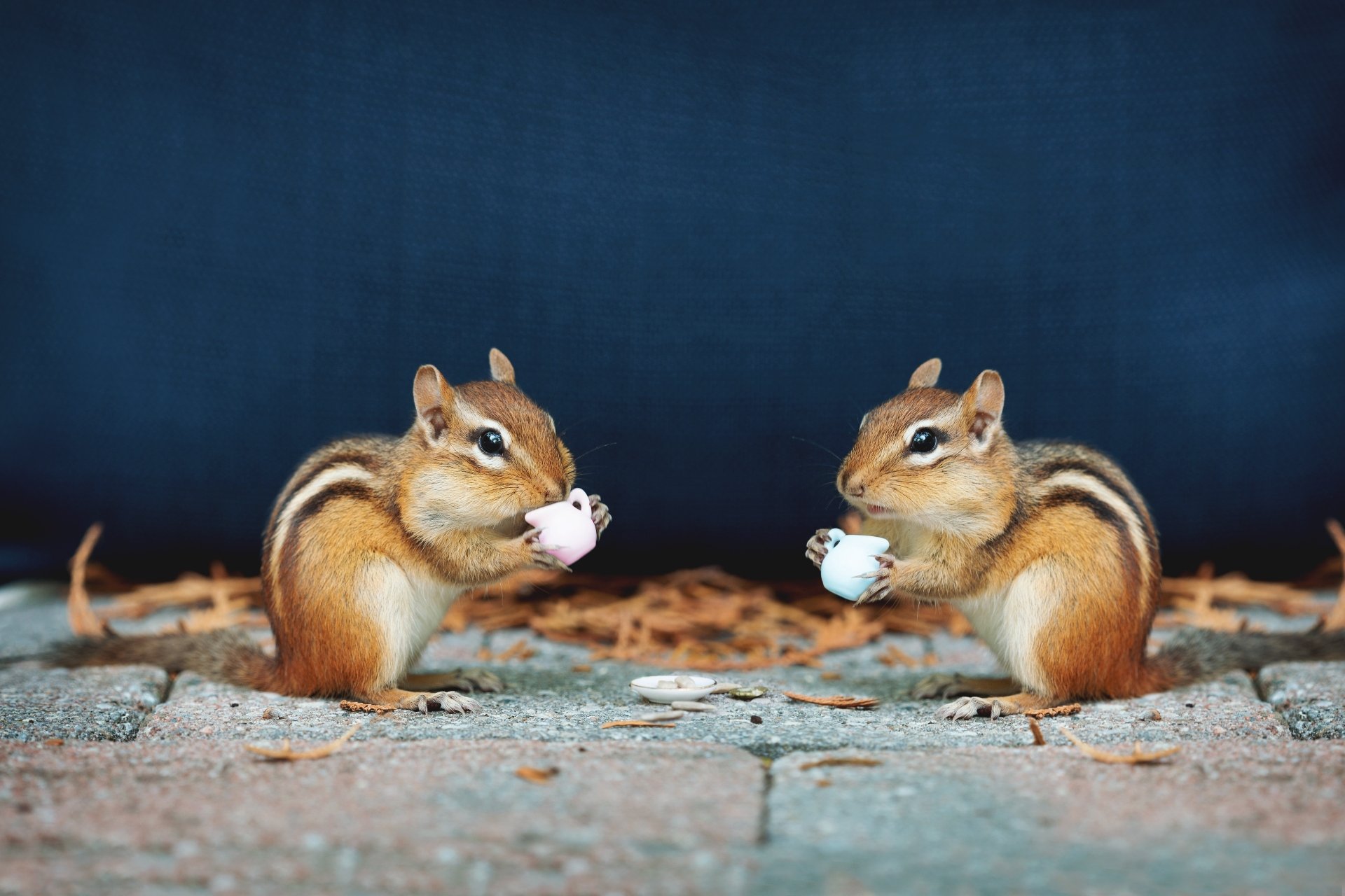 Download Animal Chipmunk 4k Ultra HD Wallpaper