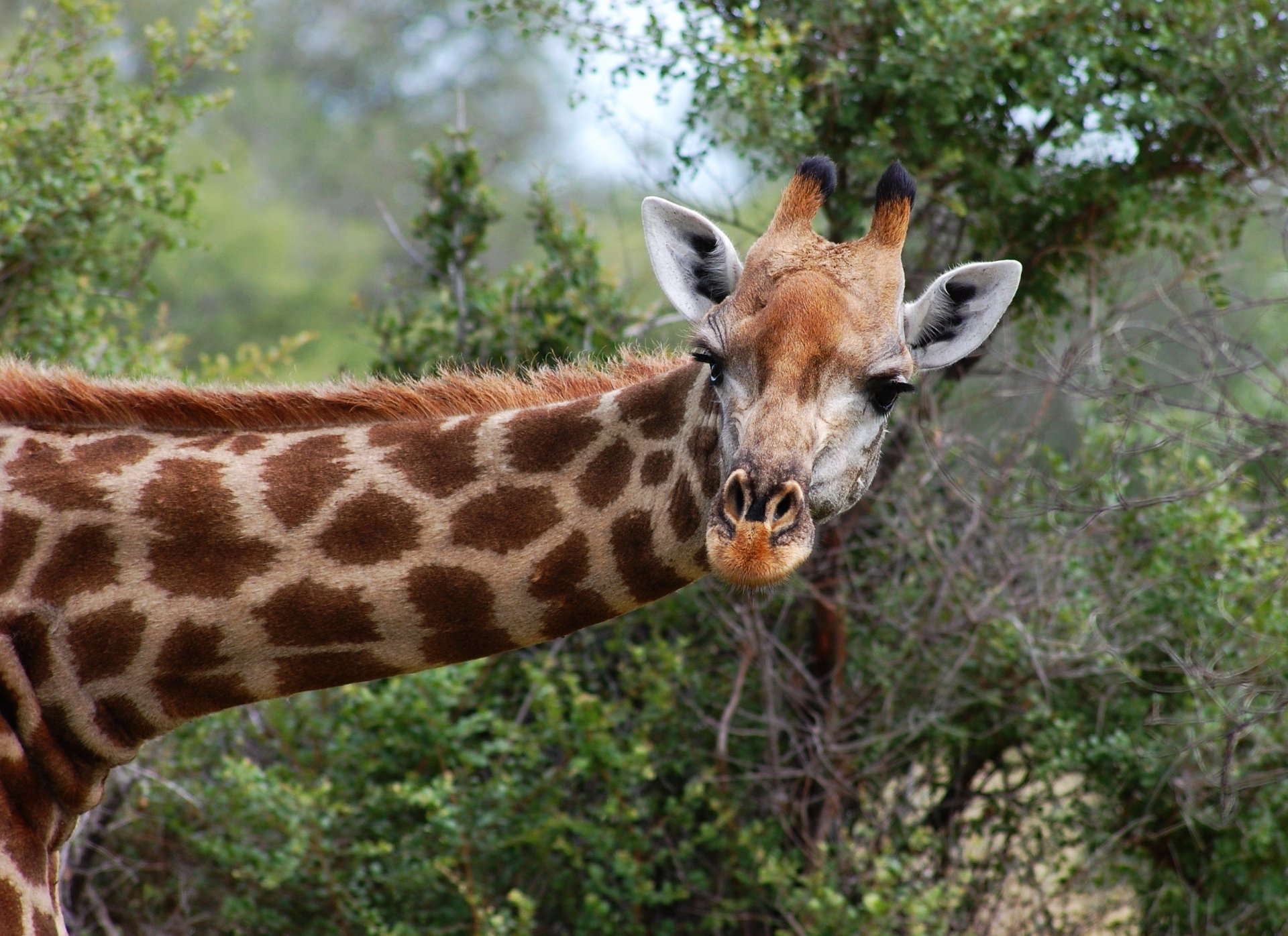 Animal Giraffe HD Wallpaper