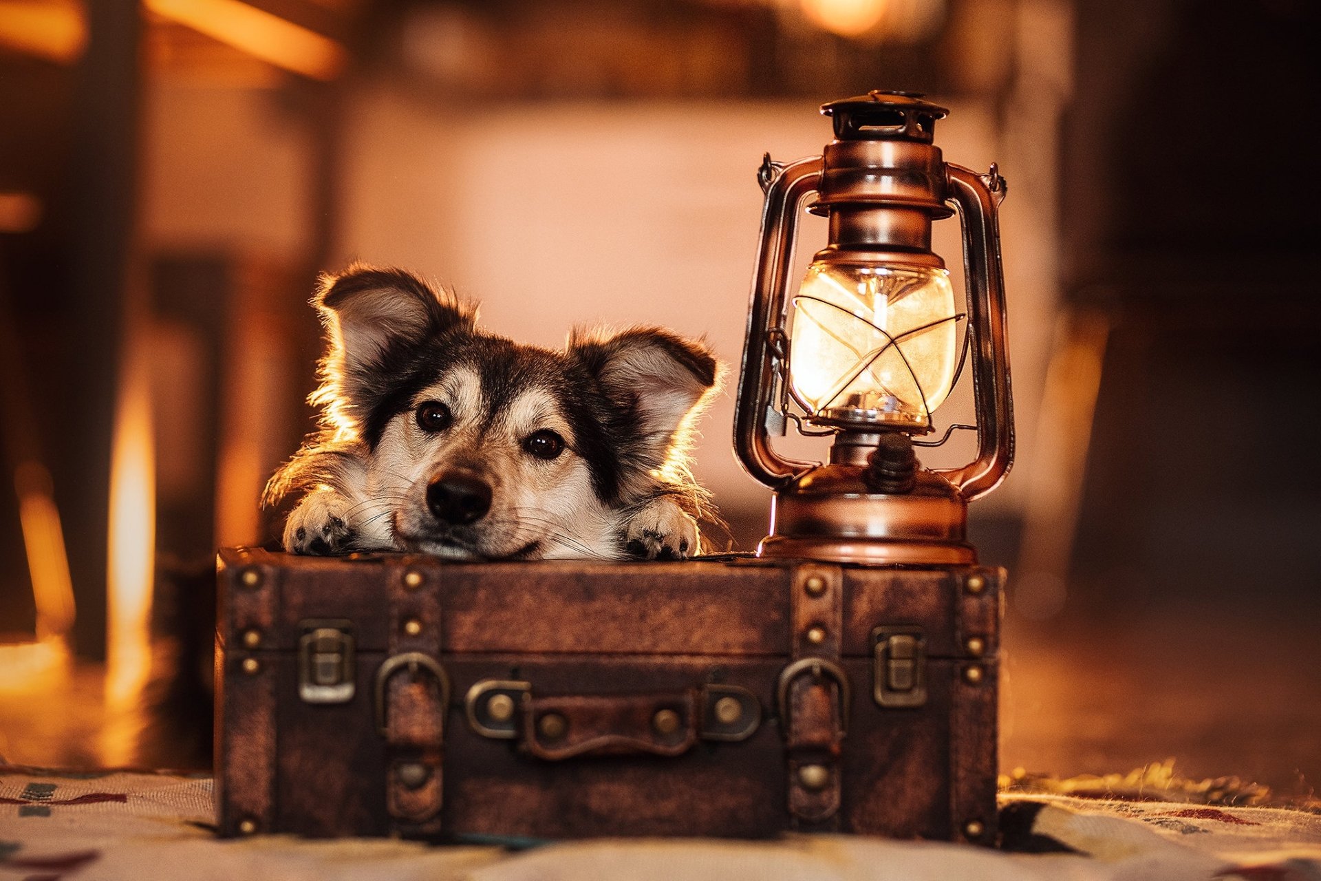 Download Suitcase Lantern Animal Dog HD Wallpaper