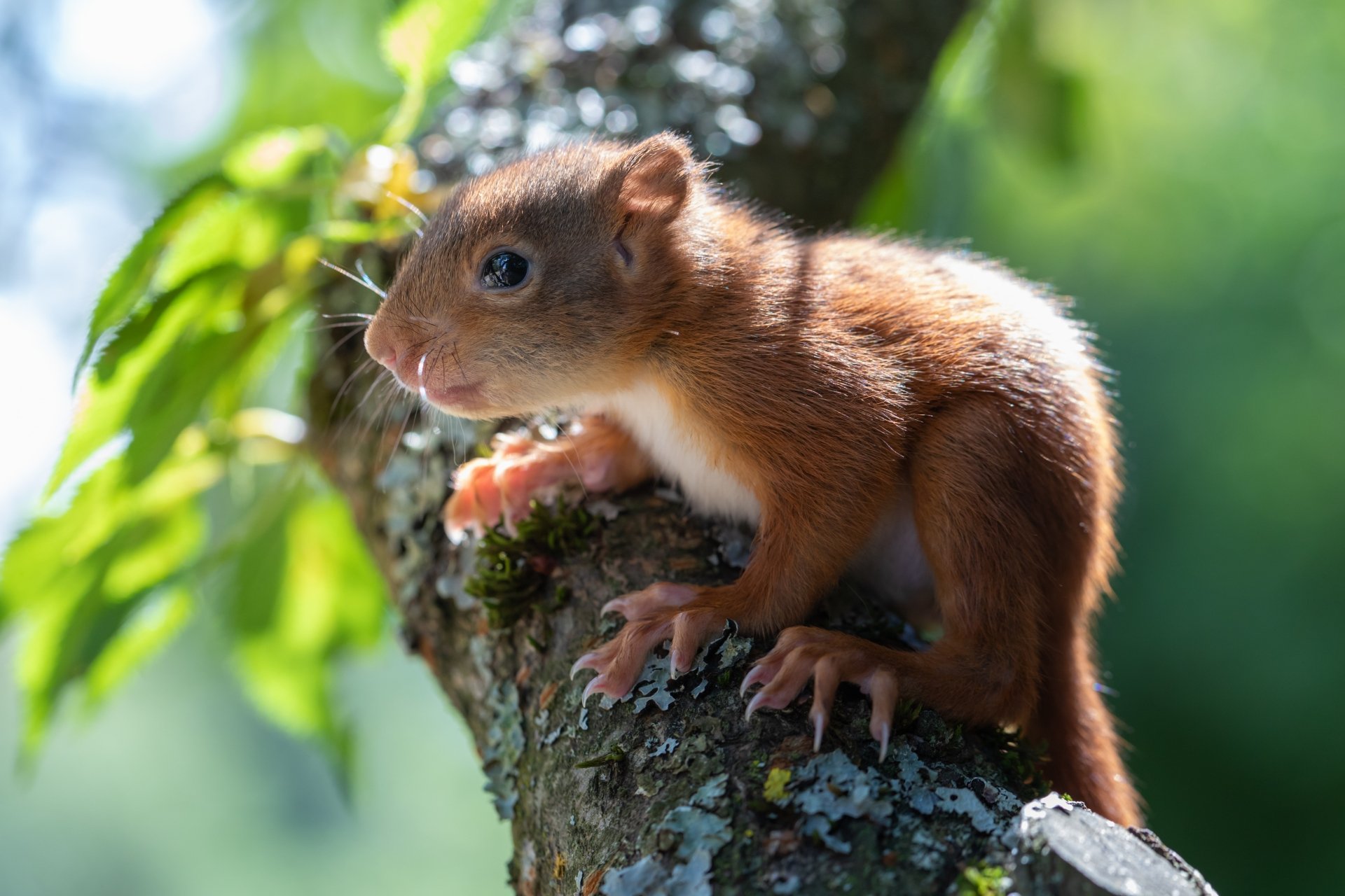 Close-up of a cute squirrel with a small trunk on a tree branch in vibrant natural light, captured in stunning 4K Ultra HD for a PC desktop background.