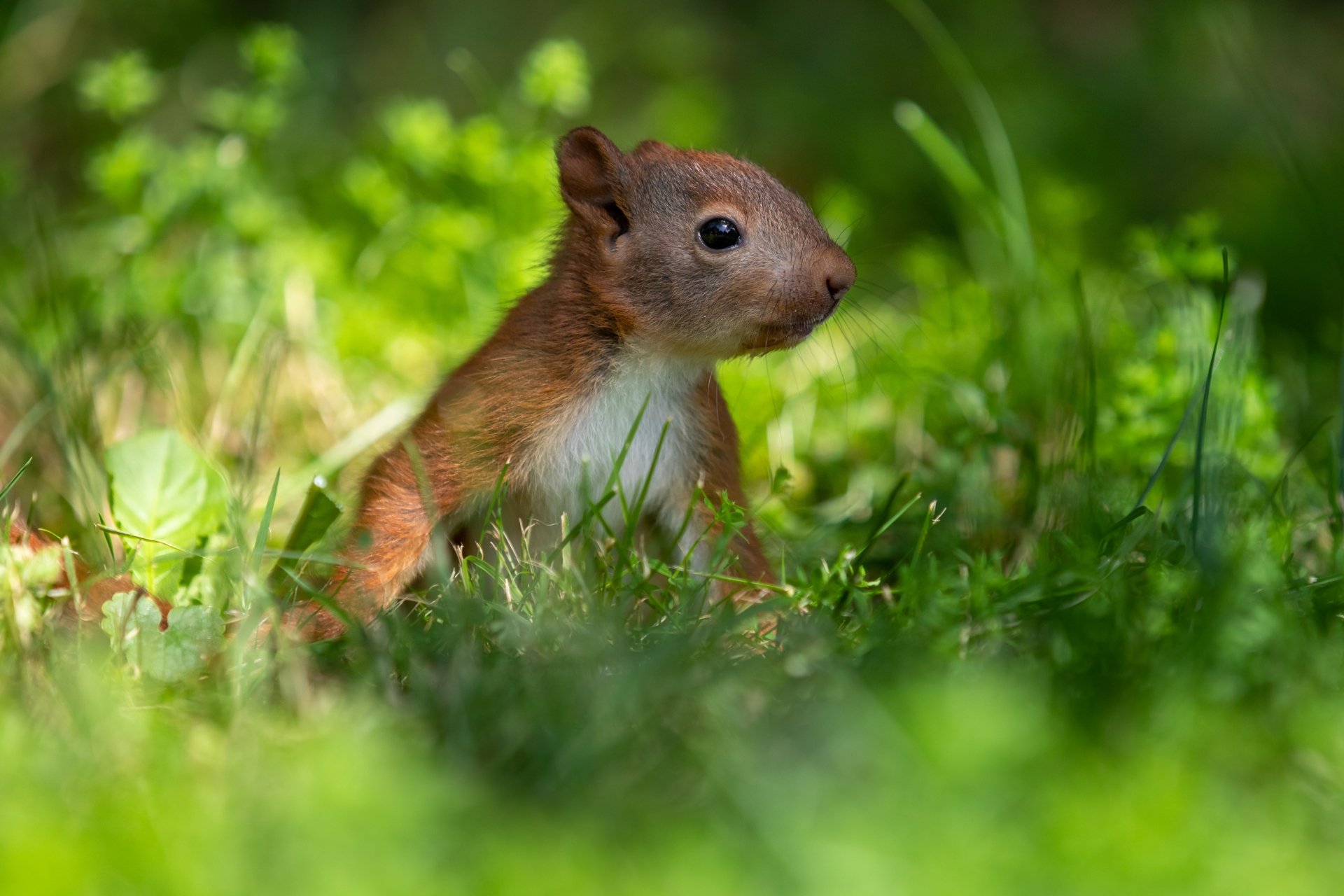 5K Ultra HD Wallpaper: Curious Squirrel in Lush Grass