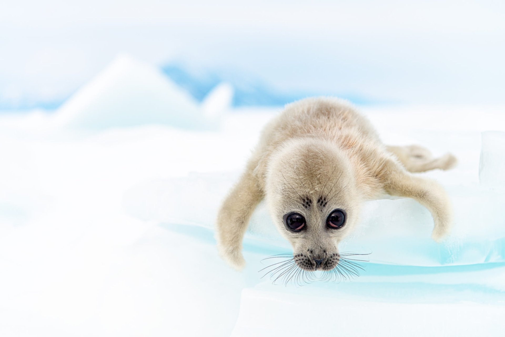 HD PC desktop wallpaper of a baby animal: a fluffy seal pup with large dark eyes and whiskers resting on icy blue ice.