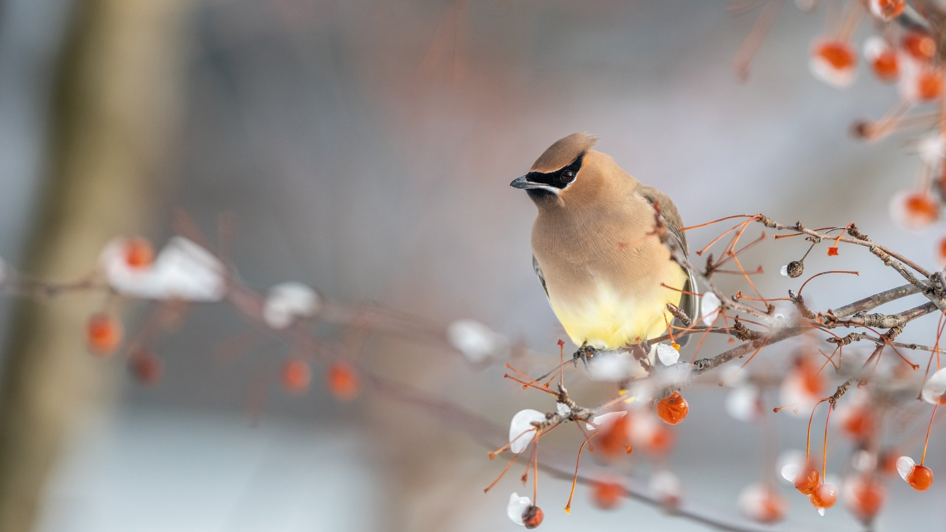 A waxwing bird perched on a berry-covered branch, captured in sharp detail for a 4K Ultra HD PC desktop wallpaper and background.