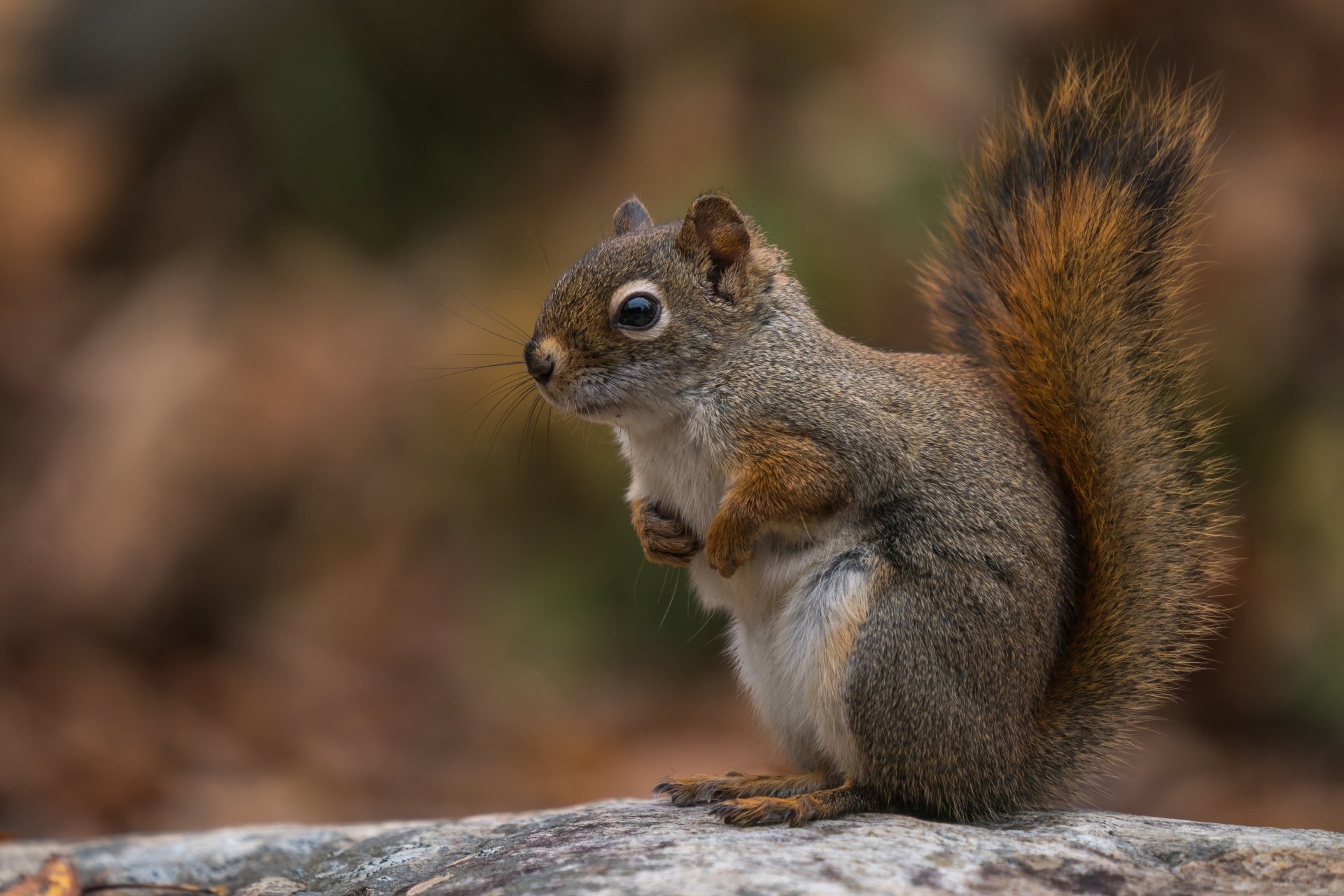 Squirrel 4k Ultra HD Wallpaper