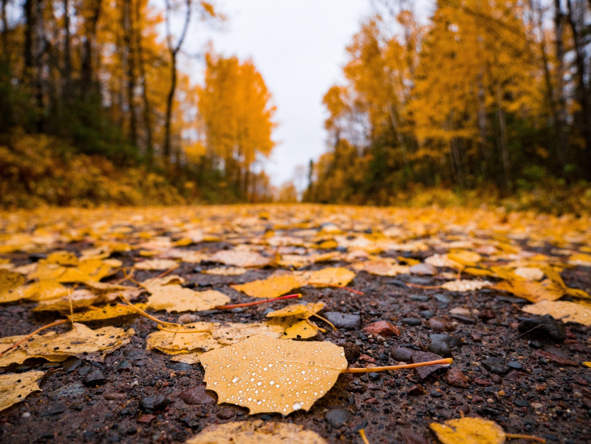 4K Ultra HD Autumn Leaf Trail: Nature's Fall Glory