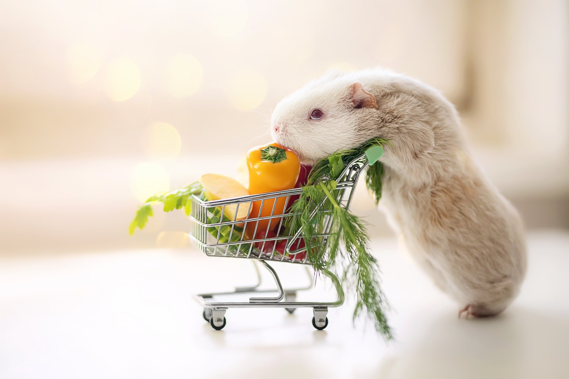 HD desktop wallpaper featuring a guinea pig reaching into a miniature shopping cart filled with vegetables. Warm lighting creates a cozy background ambiance.

