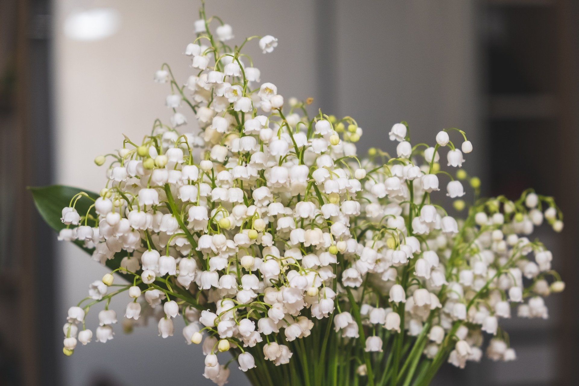 Download Lily Of The Valley White Flower Bouquet Man Made Flower 4k Ultra HD Wallpaper
