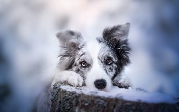 40 边境牧羊犬高清壁纸 桌面背景