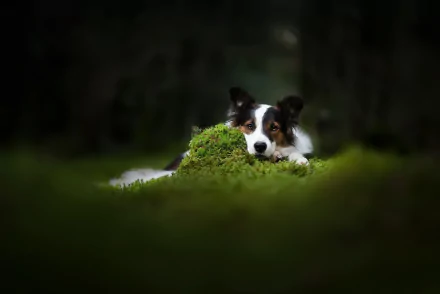 blur nature dog Animal border collie HD Desktop Wallpaper | Background Image