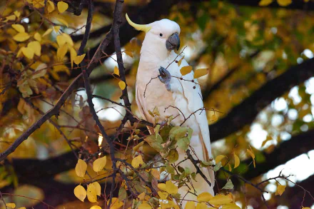 cockatoo parrot bird branch leaf Animal Sulphur-crested cockatoo HD Desktop Wallpaper | Background Image