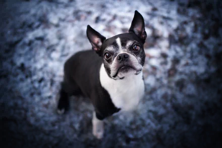 dog Animal Boston Terrier HD Desktop Wallpaper | Background Image