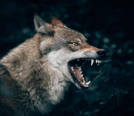 profile fangs muzzle Animal wolf HD Desktop Wallpaper | Background Image