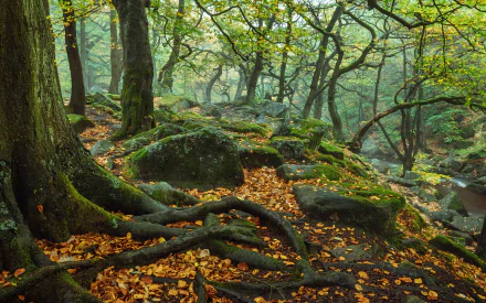 moss Peak District National Park roots stone forest tree fall nature England Tree Root HD Desktop Wallpaper | Background Image