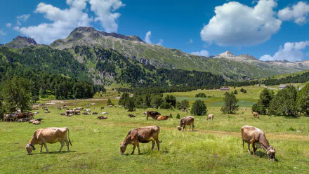 herd pasture alps mountain Animal cow HD Desktop Wallpaper | Background Image