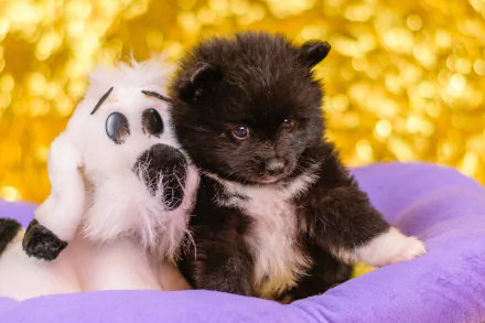 2K Quad HD PC desktop wallpaper of an animal Pomeranian puppy cuddling a white ghost plush on a purple cushion against a golden bokeh background.