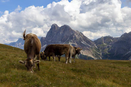 pasture mountain Animal cow HD Desktop Wallpaper | Background Image