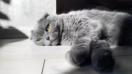 cat Animal Scottish Fold HD Desktop Wallpaper | Background Image