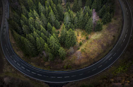 Aerial 4K Ultra HD photo of a winding road curving around a dense fir tree forest in nature, captured with striking detail and vibrant colors.