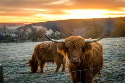  Scottish Cow