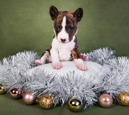 dog puppy Christmas Animal pit bull Christmas dog HD Desktop Wallpaper | Background Image