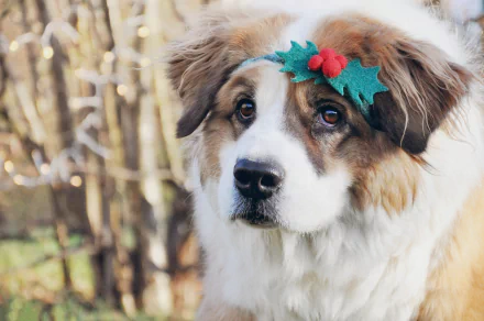 St. Bernard dog Animal HD Desktop Wallpaper | Background Image