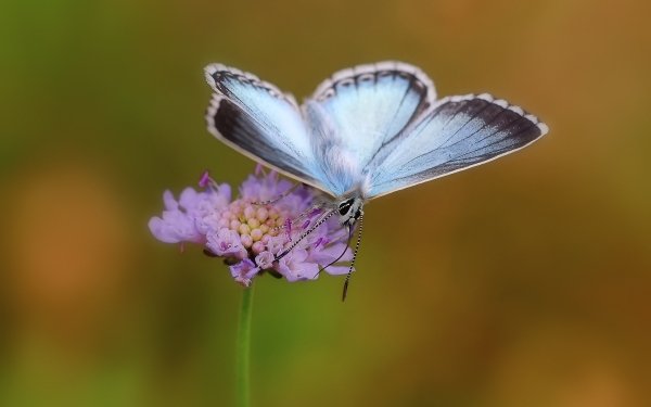 Animal Butterfly Insects Flower Insect HD Wallpaper | Background Image