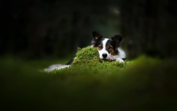 Animal Border Collie Dogs Dog Nature Blur HD Wallpaper | Background Image