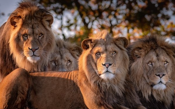 1400+ Lion HD Wallpapers | Background Images