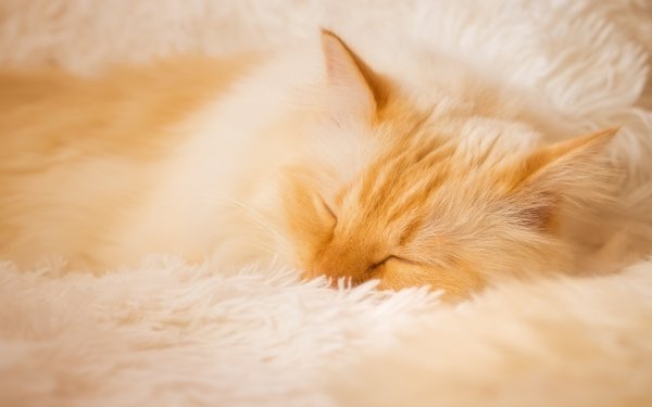 Animal Cat Cats Sleeping HD Wallpaper | Background Image