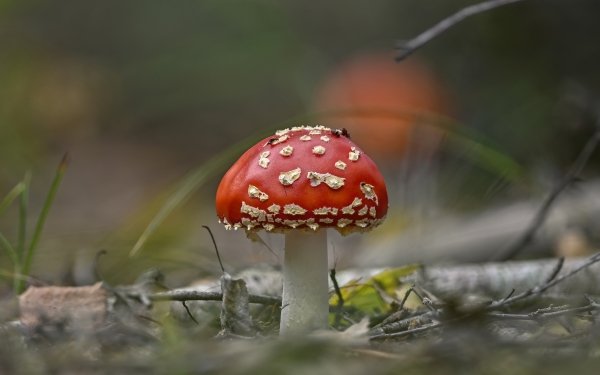Earth Mushroom Nature Close-Up Fall Fly Agaric HD Wallpaper | Background Image