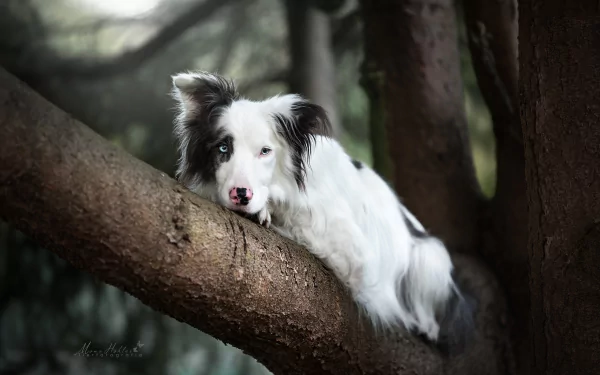 trunk dog Animal border collie HD Desktop Wallpaper | Background Image