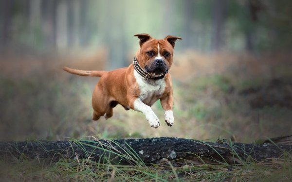 Animal Bull Terrier Dogs Staffordshire Bull Terrier Dog Pet HD Wallpaper | Background Image
