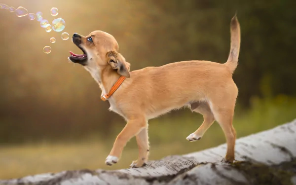 dog log collar bubble Animal chihuahua HD Desktop Wallpaper | Background Image
