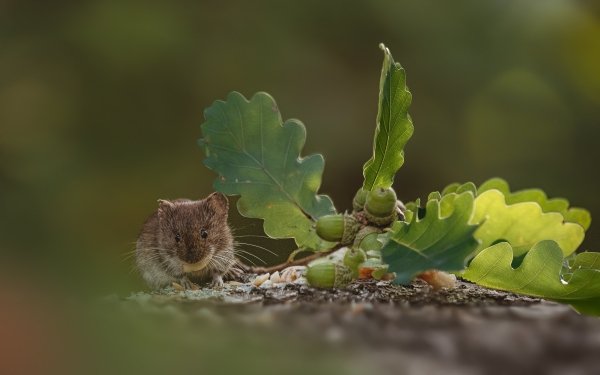 Animal Mouse Leaf Rodent Acorn Blur HD Wallpaper | Background Image