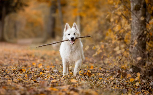 dog fall Animal swiss shepherd HD Desktop Wallpaper | Background Image