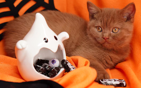 baby animal kitten Animal British Shorthair HD Desktop Wallpaper | Background Image