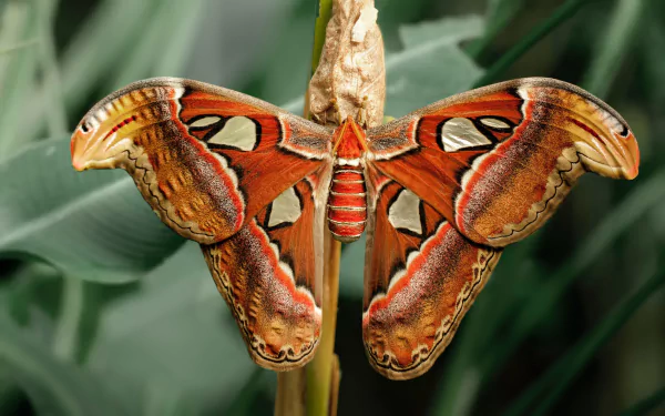 4K Ultra HD desktop wallpaper: macro view of an orange-brown moth insect with ornate, patterned wings clinging to a plant stem against soft green foliage.
