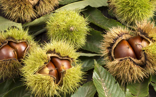 close-up nature chestnut HD Desktop Wallpaper | Background Image