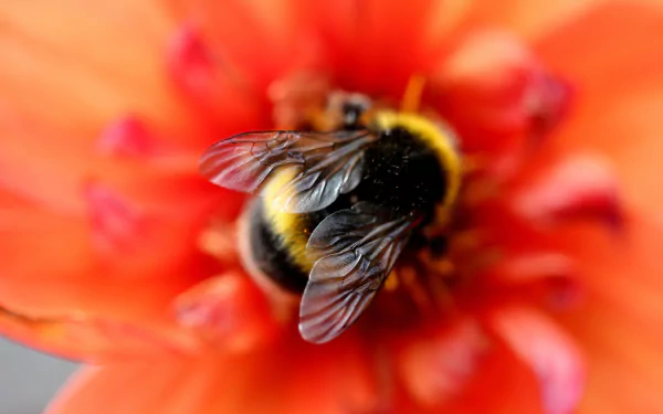 insect blur bee red flower macro Animal bumblebee HD Desktop Wallpaper | Background Image