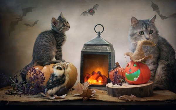 Animal Cat Cats Owl Lantern Pumpkin Halloween Kitten Burlap HD Wallpaper | Background Image