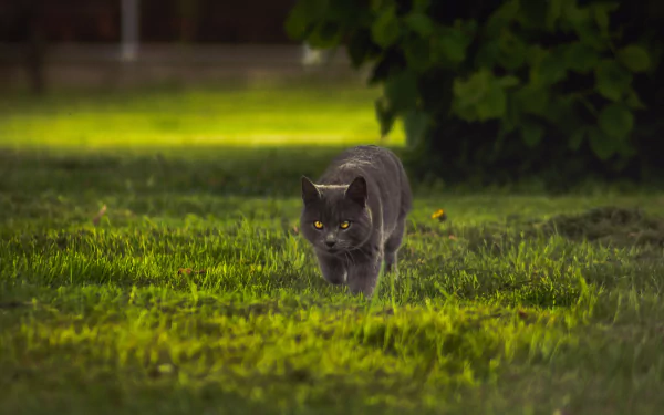  Grey Cat on the Hunt