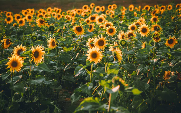 nature sunflower HD Desktop Wallpaper | Background Image