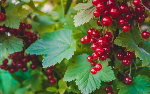 Vibrant red currants clustered on leafy stems, glossy berry and leaf detail — 4K Ultra HD PC desktop wallpaper/background, food imagery.