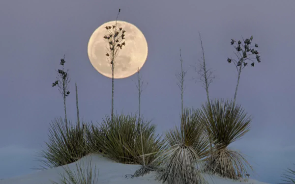 Full moon rises over yucca plants on white gypsum sand dunes at White Sands National Monument, New Mexico, USA — serene desert night HD desktop background.